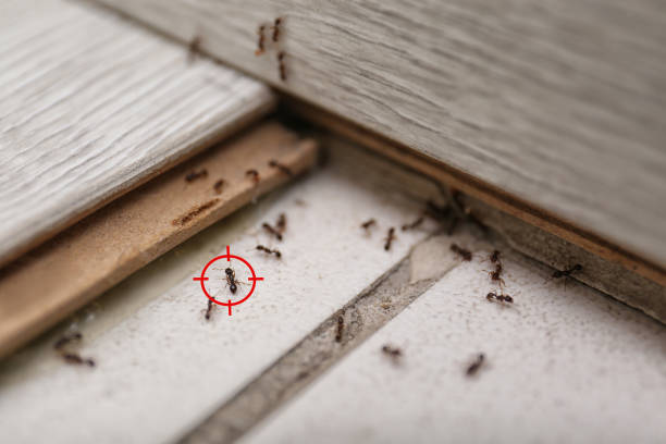 Best Flea Control Services  in Ankeny, IA