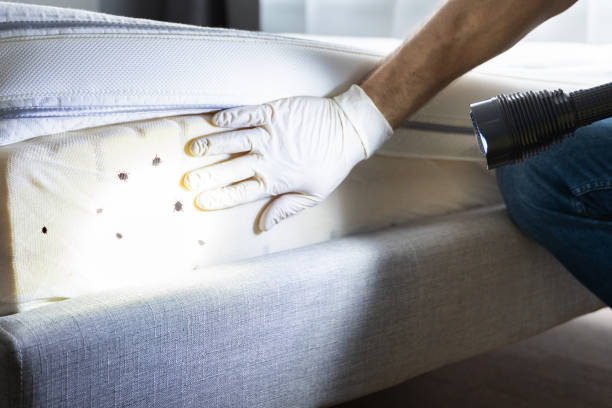 Best Pest Removal Services  in Ankeny, IA