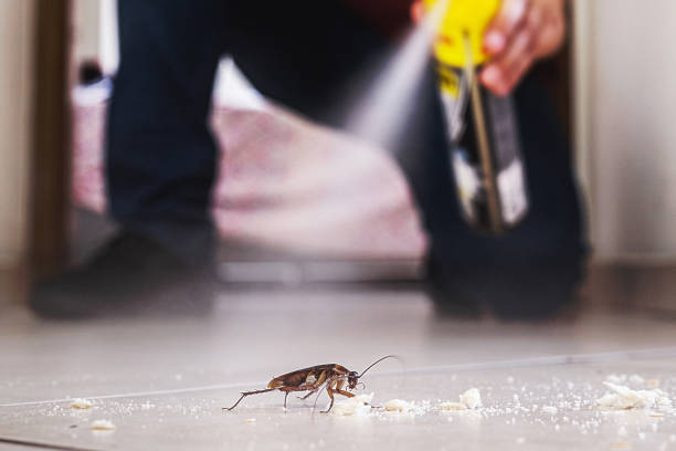 Best Cockroach Control Services  in Ankeny, IA