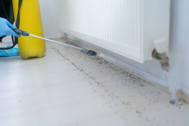 Professional Pest Control in Ankeny, IA